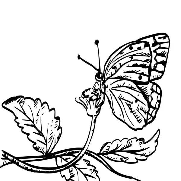 Рисунки Бабочек Цветах — стоковый вектор