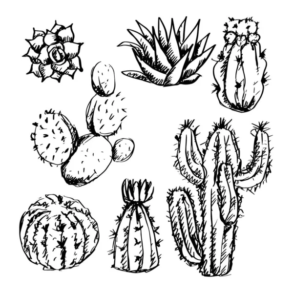 Croquis Ensemble Cactus — Image vectorielle
