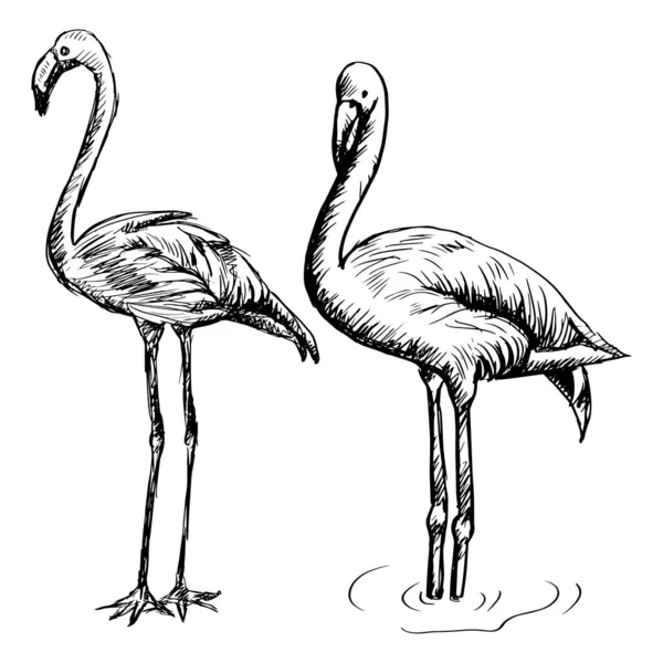 Flamingo Sketch Hand Drawing Illustration — Stock Vector