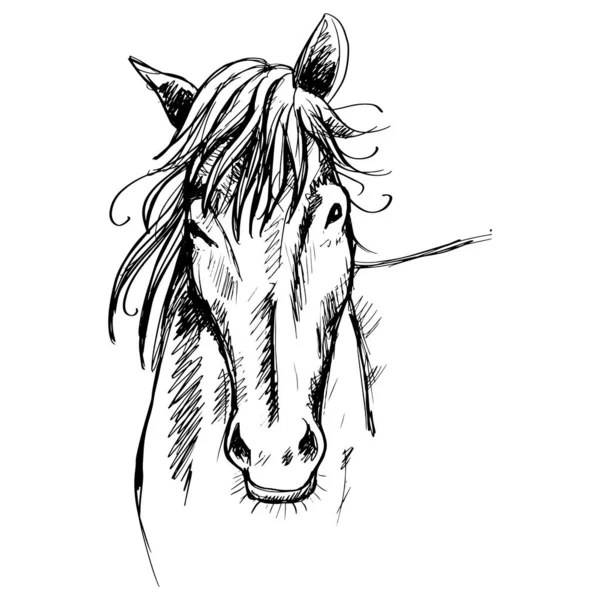 Croquis Tête Cheval Dessin Main Illustration — Image vectorielle