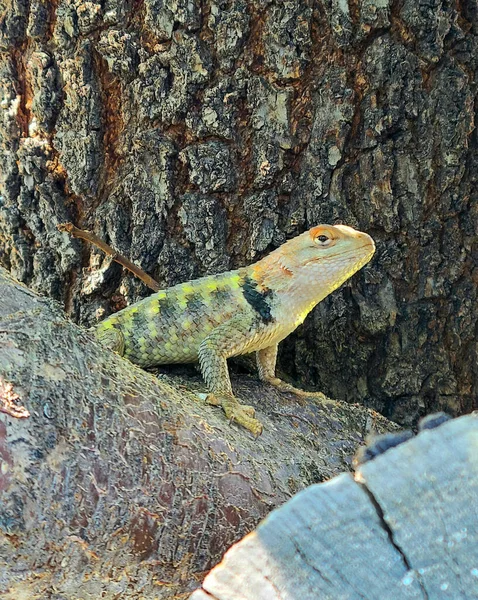 Grüne Eidechse Einem Baum — Stockfoto