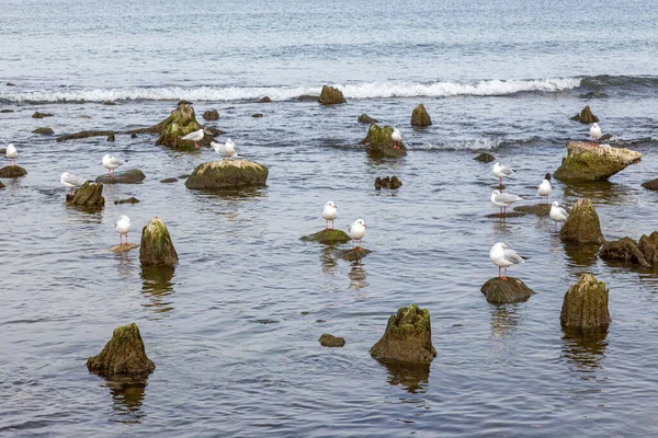 Gaivotas Sentam Sobre Pedras Pedaços Madeira Saindo Mar — Fotografia de Stock