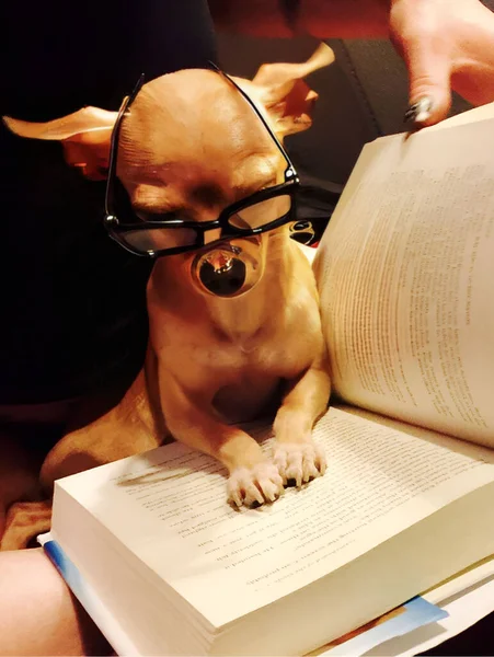 Professor Peanut Ahead Class Reading Aloud His Autobiography Chronicles — Stock Photo, Image