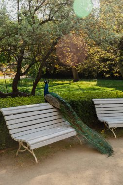 peacock with colorful feathers sitting on bench in green park