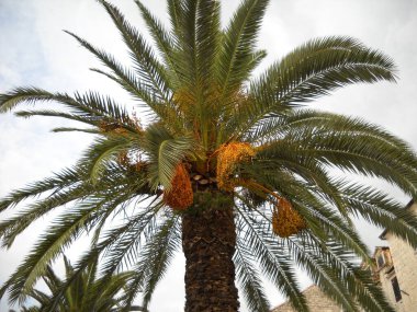 palm tree with green leaves against a cloudy sky in Trogir, HR