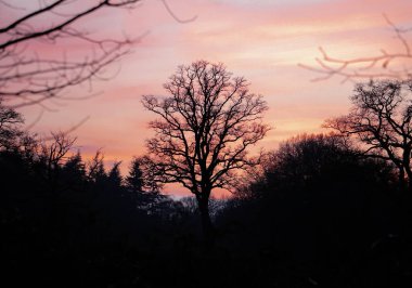 colourful sunset with tree silhouette