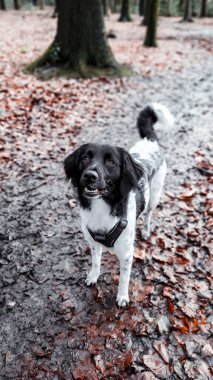 # Ormanda sonbahar yapraklarıyla #