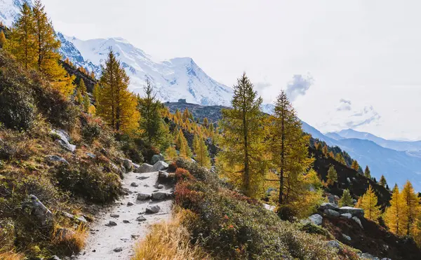Drzewa Modrzewie Jesienny Krajobraz Górski Chamonix Francja — Zdjęcie stockowe