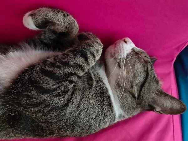 Близький Знімок Сплячого Кота — стокове фото