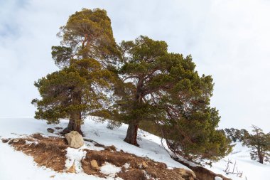 Arkhyz kayak merkezinin panoraması. Arkhyz kayak merkezinde güneşli bir gün. Kış dağları ve orman.
