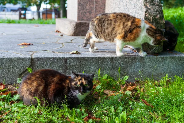 Miasto Kotów Trzy Kolorowe Koty Parku — Zdjęcie stockowe
