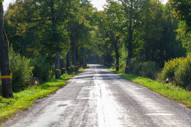 Şehrin dışındaki güzel Alman yolları, yol kenarındaki ağaçlar yansıtıcı işaretler, Kaliningrad bölgesindeki yollar.