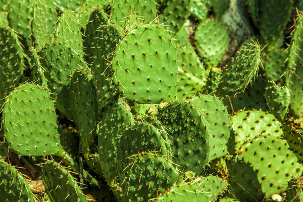 Tequila Kaktusz Agave Zöld Háttér — Stock Fotó