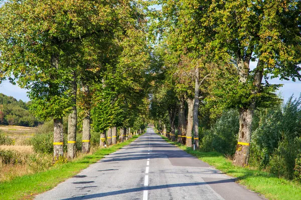 Гарні Німецькі Дороги Містом Дерева Вздовж Доріг Рефлективними Знаками Дороги — стокове фото
