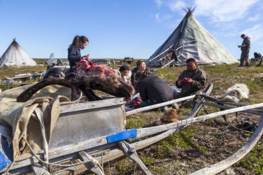 Kuzeydeki küçük insanların yaşamı ve günlük yaşamı, Nenet 'lerin evi, ren geyiği kampı. Nadym, Rusya - 4 Temmuz 2021