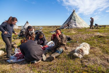 Kuzeydeki küçük insanların yaşamı ve günlük yaşamı, Nenet 'lerin evi, ren geyiği kampı.. 