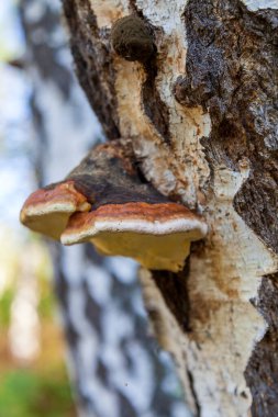 Çay demlemek için küçük chaga mantar ormanda huş üzerinde yetişir