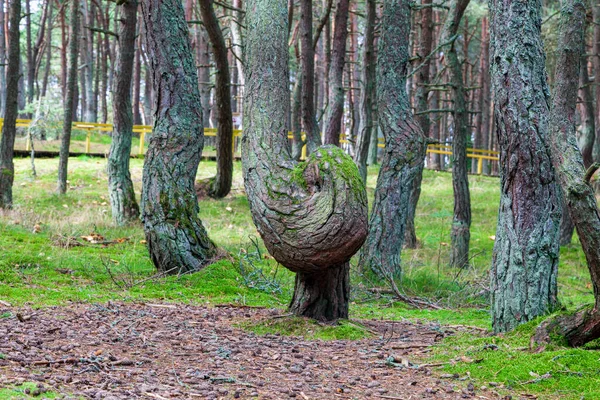 様々な形の湾曲した幹を持つ松林 ダンス カシルスカヤの森唾を吐く カリーニングラード地域 ロシア — ストック写真