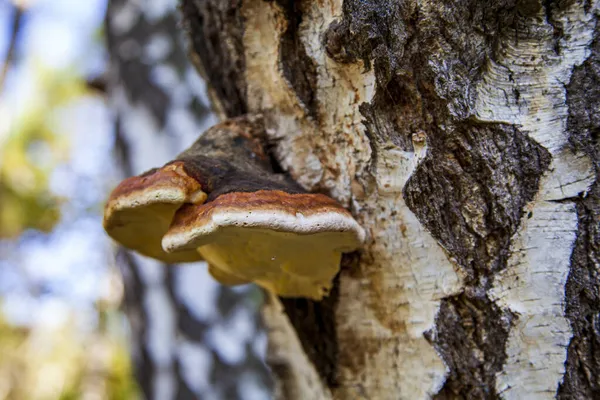 Çay demlemek için küçük chaga mantar ormanda huş üzerinde yetişir
