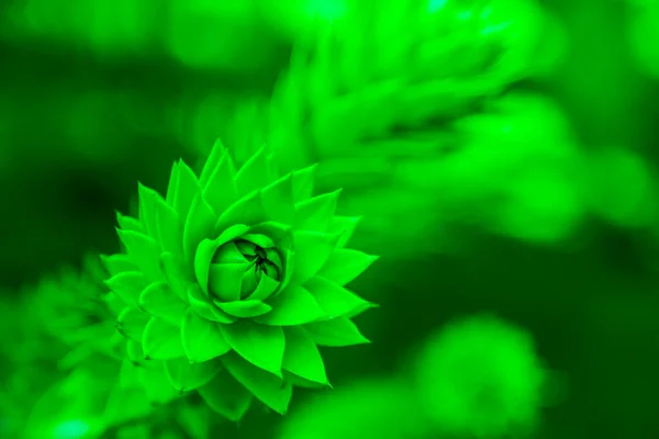 Zielony Kwiat Rozwijający Się Otwierający Się Symetrycznym Wzorem Płatków Zbliżenie Obrazy Stockowe bez tantiem