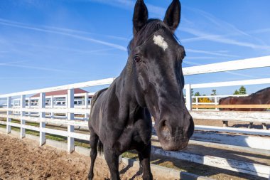 Racecourse, horse corral, parody horses in the training corral. Beautiful young purebred horse in paddock during training fall time