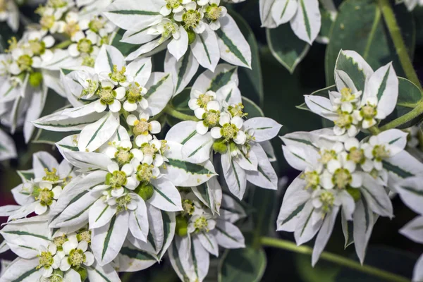 Piękne Tło Białych Kwiatów Begonii Begonia Rex Lub Malowane Rośliny Obrazy Stockowe bez tantiem