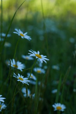 field white daisies on a green background at sunset