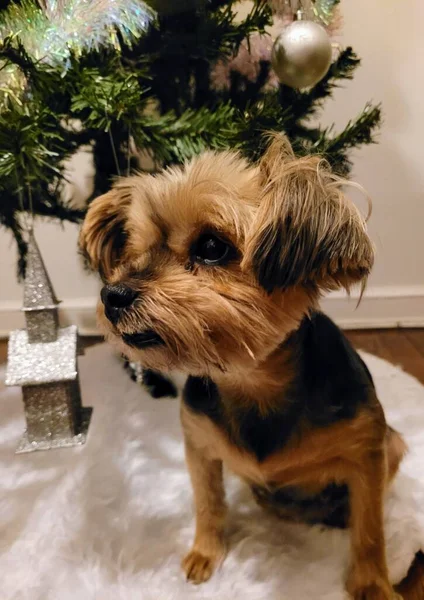 Terrier Christmas Tree — ストック写真