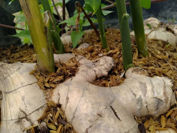 Ginger Root Sprouted Shoots Pot — Photo