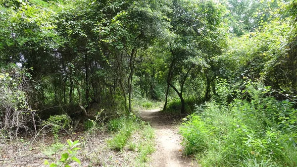 Path inside Forrest Park