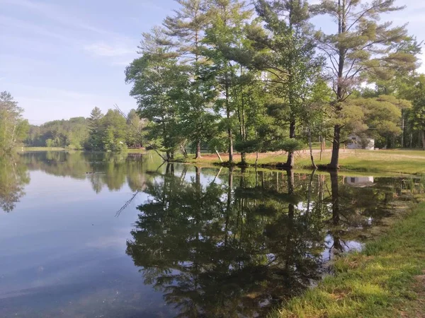 Trees Reflection Pond — Stock fotografie