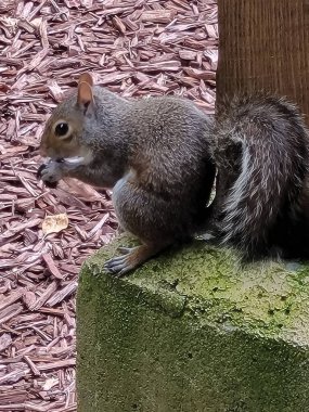 Sincap fındık yiyor.!