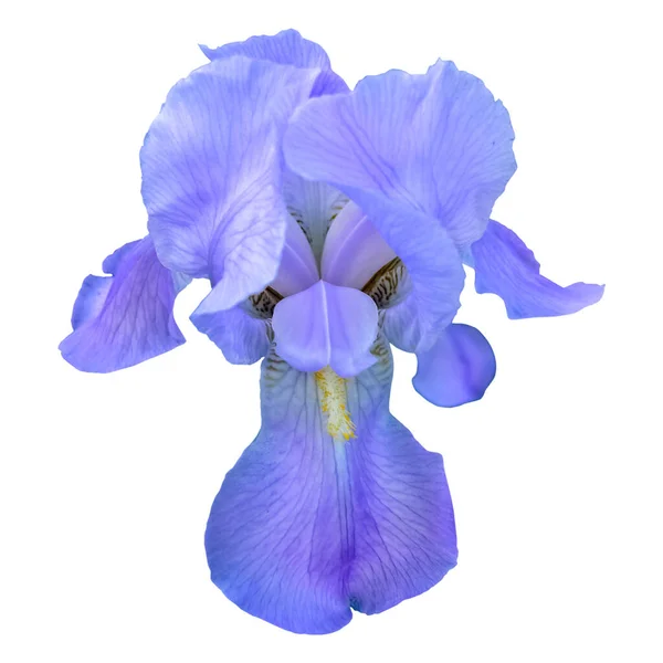 Blue Iris Beautiful Flower Isolated White Background — Foto de Stock