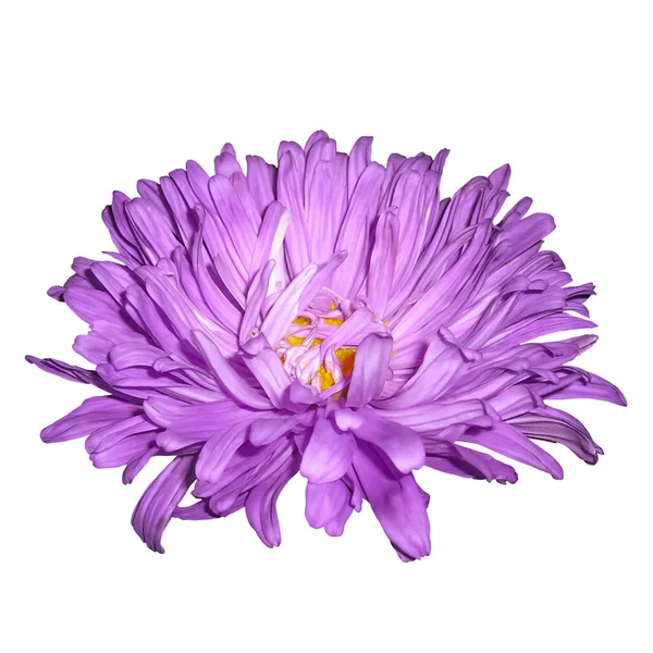 Violet Aster Beautiful Flower Isolated White Background — Stok fotoğraf
