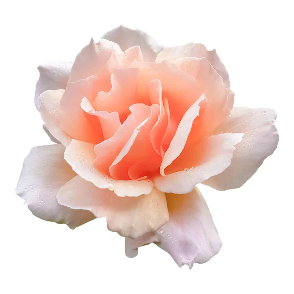 Rose Dew Beautiful Flower Isolated White Background — Stok fotoğraf