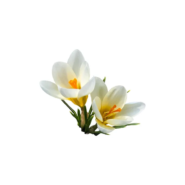 White Yellow Crocuses Beautiful Spring Flowers Isolated White Background — Stok fotoğraf