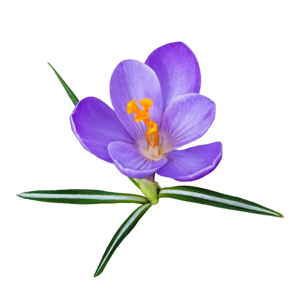 Blue Violet Crocus Beautiful Spring Flower Isolated White Background — Stok fotoğraf