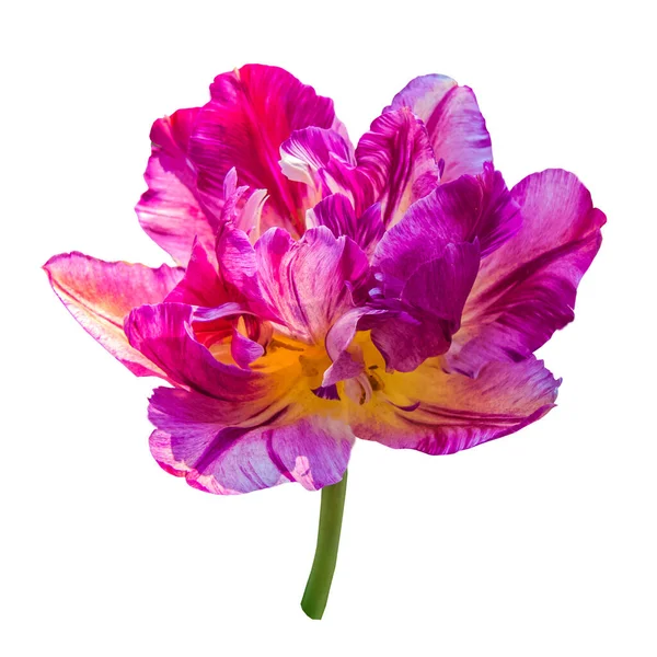 Parrot Tulips Beautiful Spring Flower Isolated White Background — Stok fotoğraf