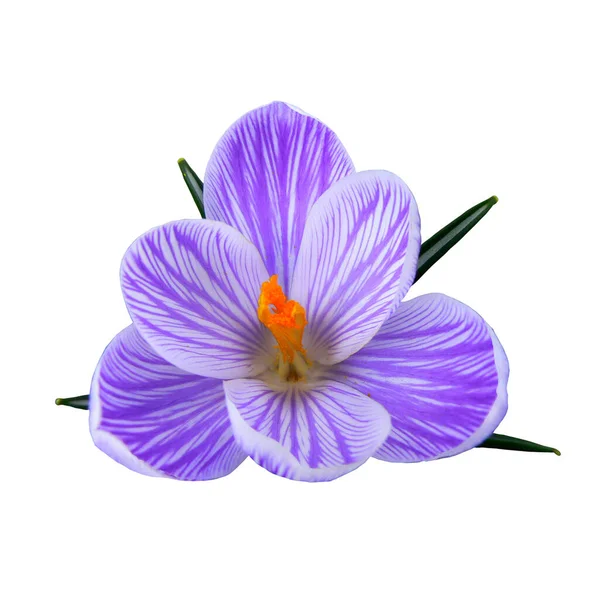 Blue Violet Crocus Beautiful Spring Flower Isolated White Background — Stok fotoğraf