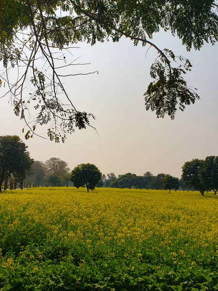 A golden mustard field in the sun.