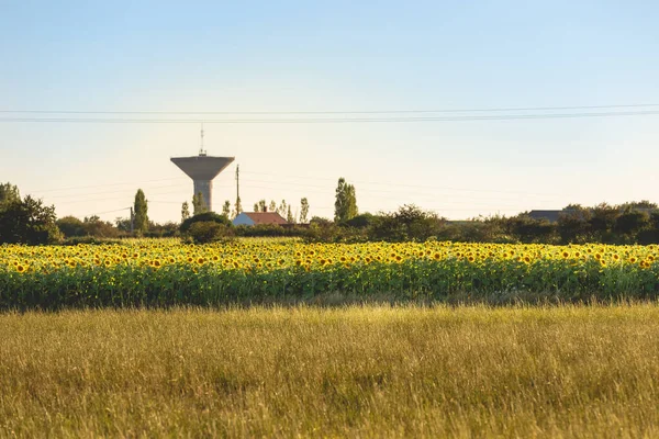 Champ Tournesols Fleurs Campagne Jour Été — Photo