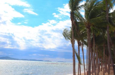 beautiful tropical beach with palm tree and clear sky