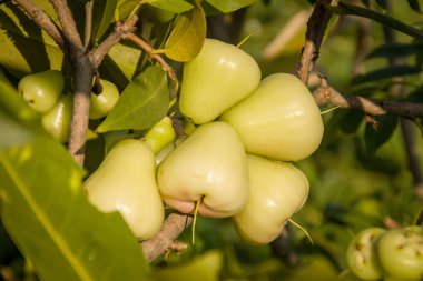 Water guava is a from Southeast Asia