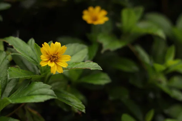 Vacker Gul Blomma Trädgården — Stockfoto