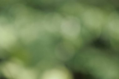 blurred nature background for design