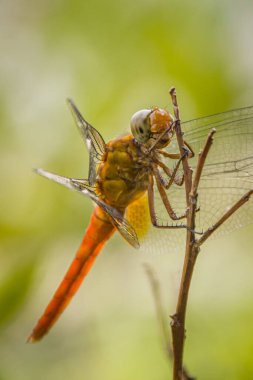 Macro shot of dragonfly at wild nature