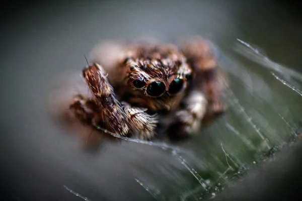 Macro Shot Small Spider Leaf — Foto de Stock