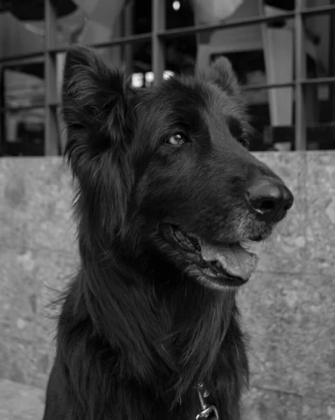 Portrait Adorable Dog Black White — Stockfoto