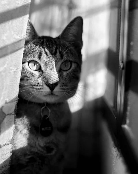 Black White Cat Next Window —  Fotos de Stock