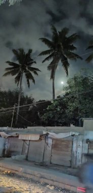 Trees under Full Moon after Rain in Night